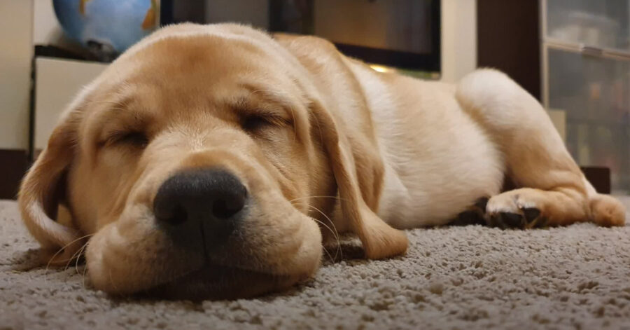 Cucciolo di Labrador che dorme
