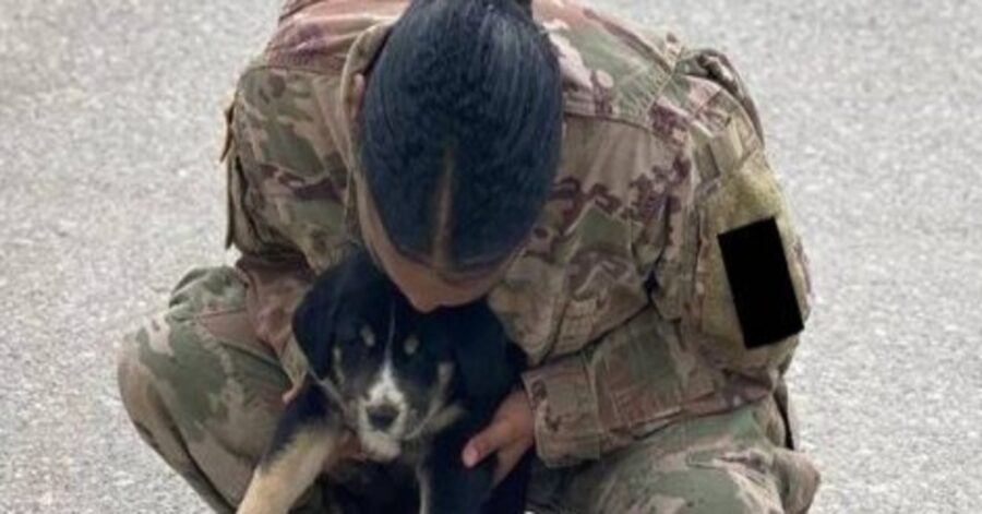 Puppup cucciolo di cane militare video