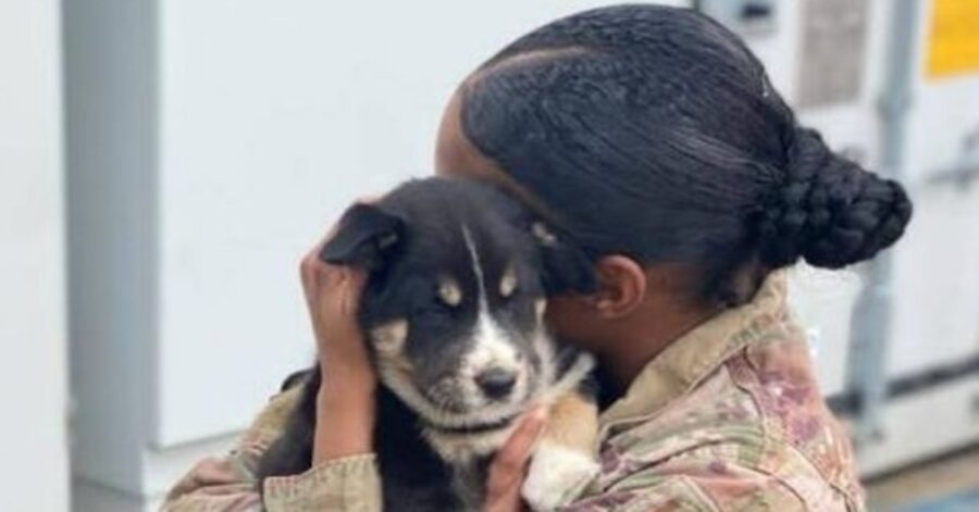 Puppup cucciolo di cane militare video