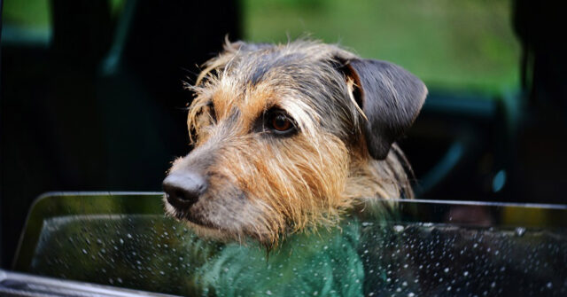 Il cucciolo di cane ha paura di attraversare i ponti durante i viaggi in macchina (video)