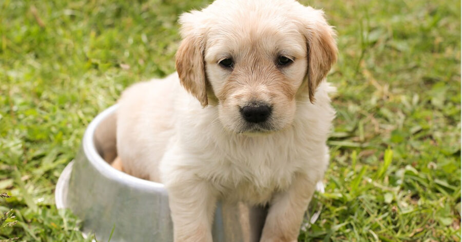 Cucciolo di cane che osserva