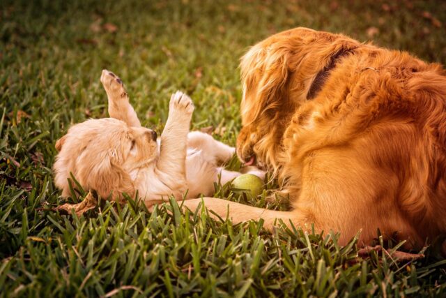 Il papà Golden Retriever cerca di far capire ai suoi cuccioli che il tempo di giocare è finito (video)