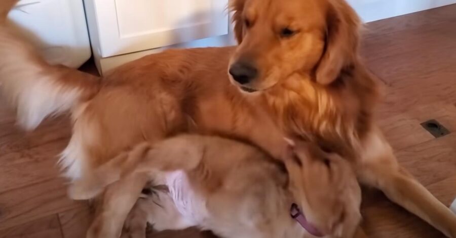 Cucciolo di Golden Retriever che gioca con cane adulto