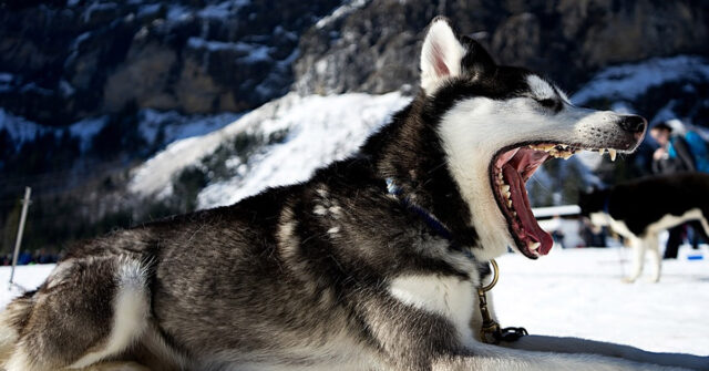 Il primo incontro tra un enorme Alaskan Malamute e un minuscolo pappagallo è tutto da ridere (video)