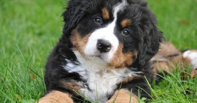 Il proprietario del Bovaro del Bernese finge di morire davanti al cane (video)