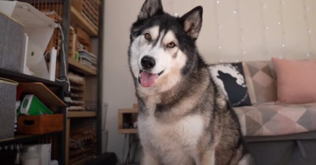 “K’eyush vuoi un cucciolo?” L’Husky risponde alla sua padrona (video)