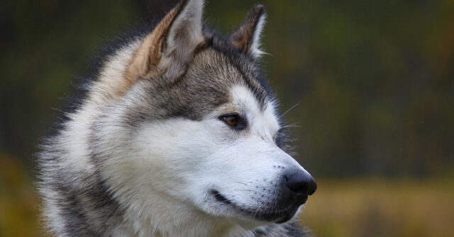 L’Alaskan Malamute canta la canzone di compleanno alla sua proprietaria (video)