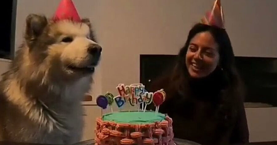 Cane festeggia compleanno con la padrona