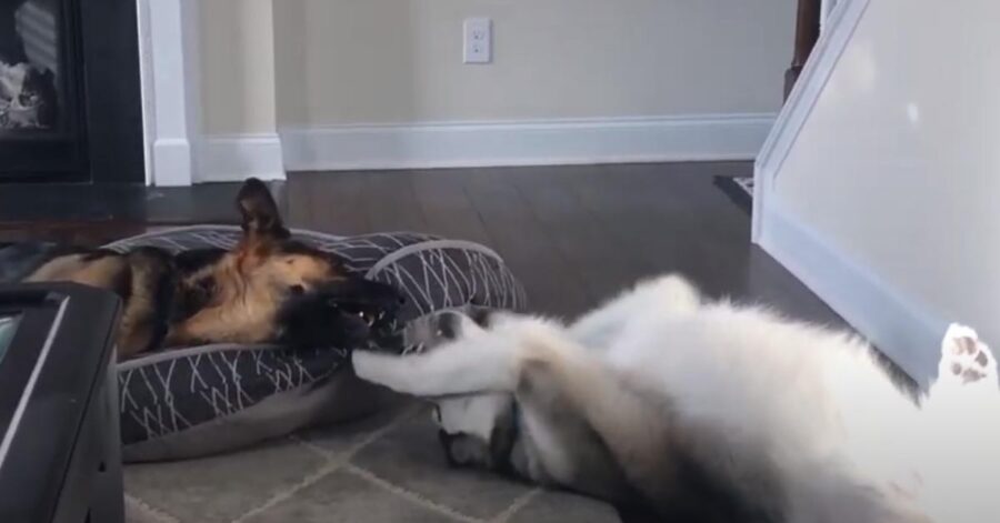 Pastore Tedesco che gioca con un Alaskan Malamute