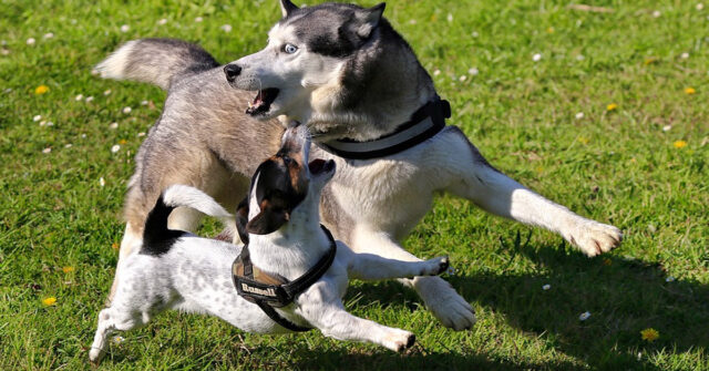L’Husky chiama “a gran voce” il suo amico, un cucciolo di cane, per invitarlo a giocare (video)