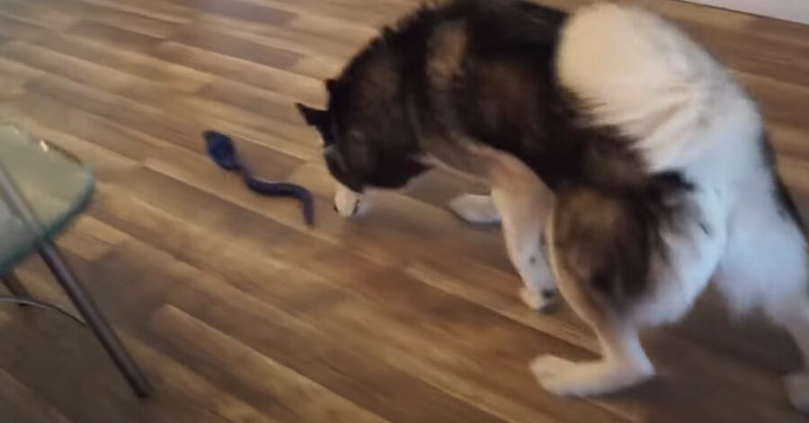 Husky contro un finto serpente