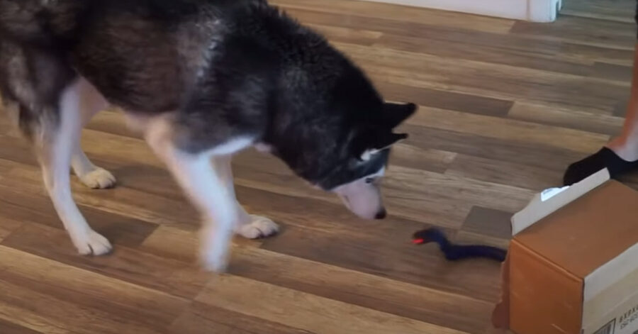 Husky contro un finto serpente