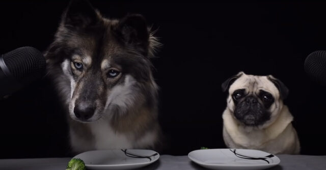 L’Husky e il Carlino si trasformano in critici gastronomici: la loro recensione dei cibi è da ridere (video)