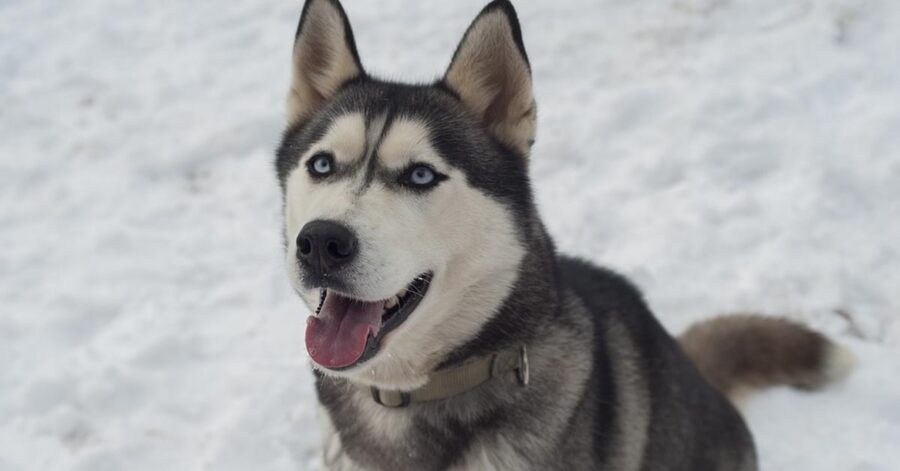 Husky seduto nella neve