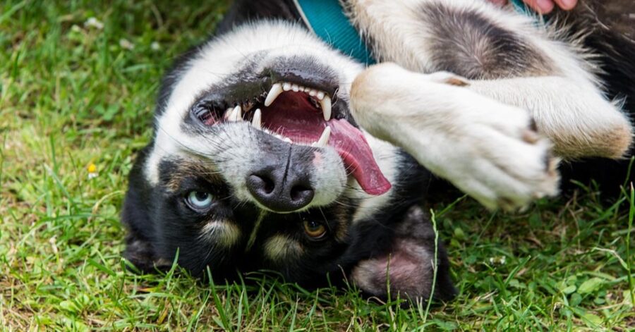 Husky che si rotola