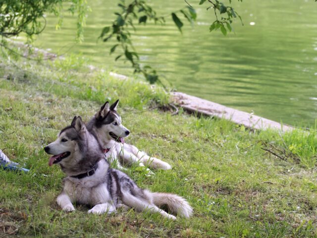 L’Husky scopre che il suo migliore amico sta arrivando e la sua reazione è tenerissima (video)