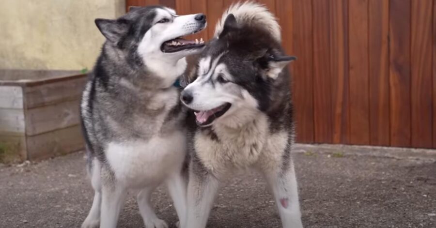 Due cani Husky che giocano