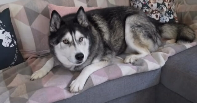 L’Husky si ingegna per riuscire a prendere un palloncino: ci riuscirà? (video)