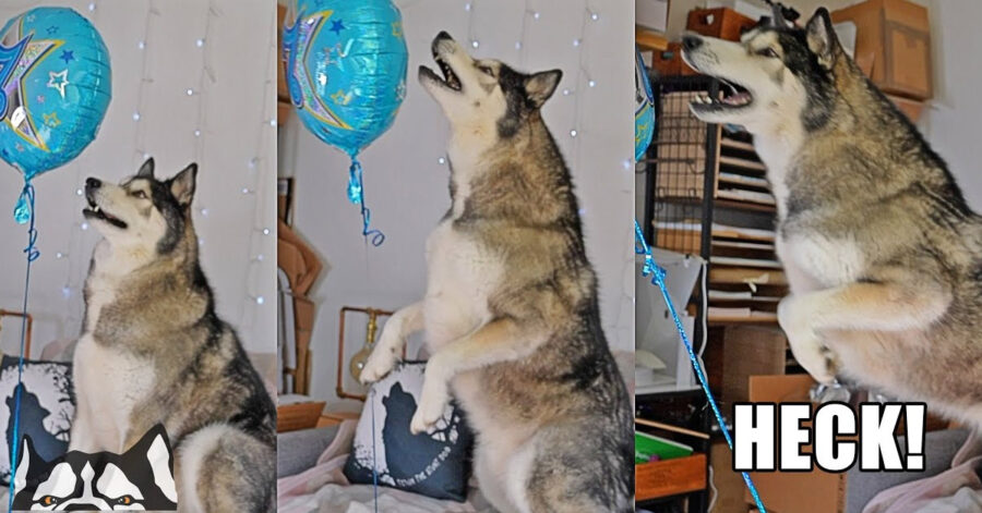 Husky che gioca con un palloncino