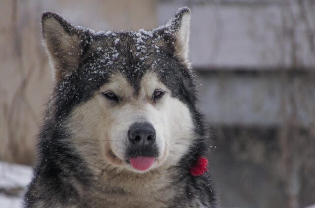L’Husky sottopone la carne ad un simpatico test di qualità (video)