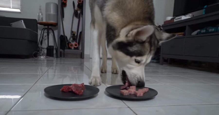 Cane che mangia carne