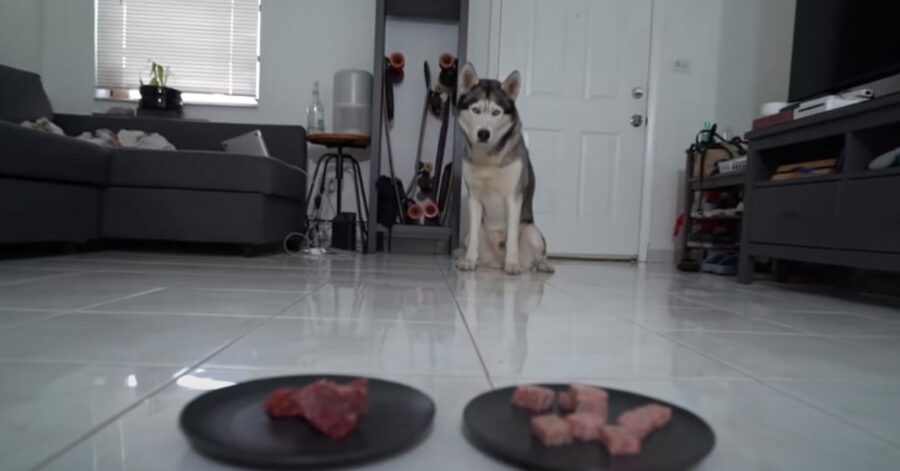 Cane che osserva due piatti di carne