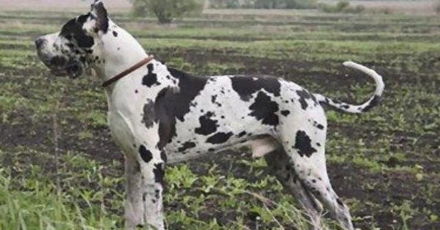 La cena è in ritardo e l’Alano Max non è contento di ciò (VIDEO)