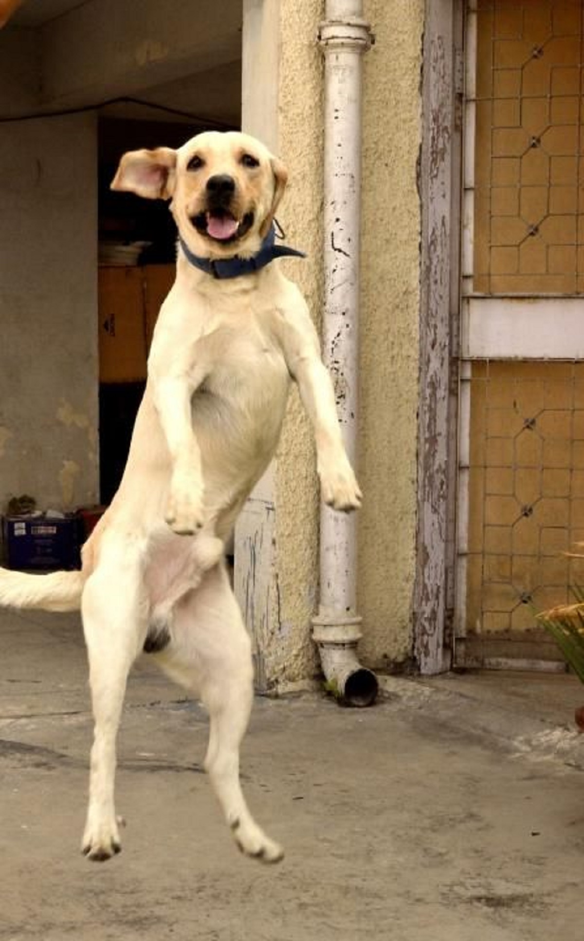 Labrador che salta