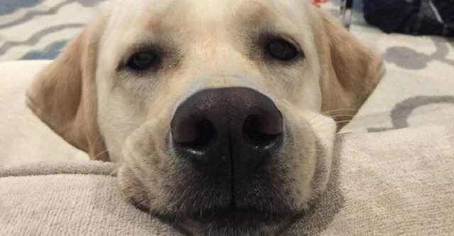 10 cose che dovrebbe sapere chi ha un Labrador