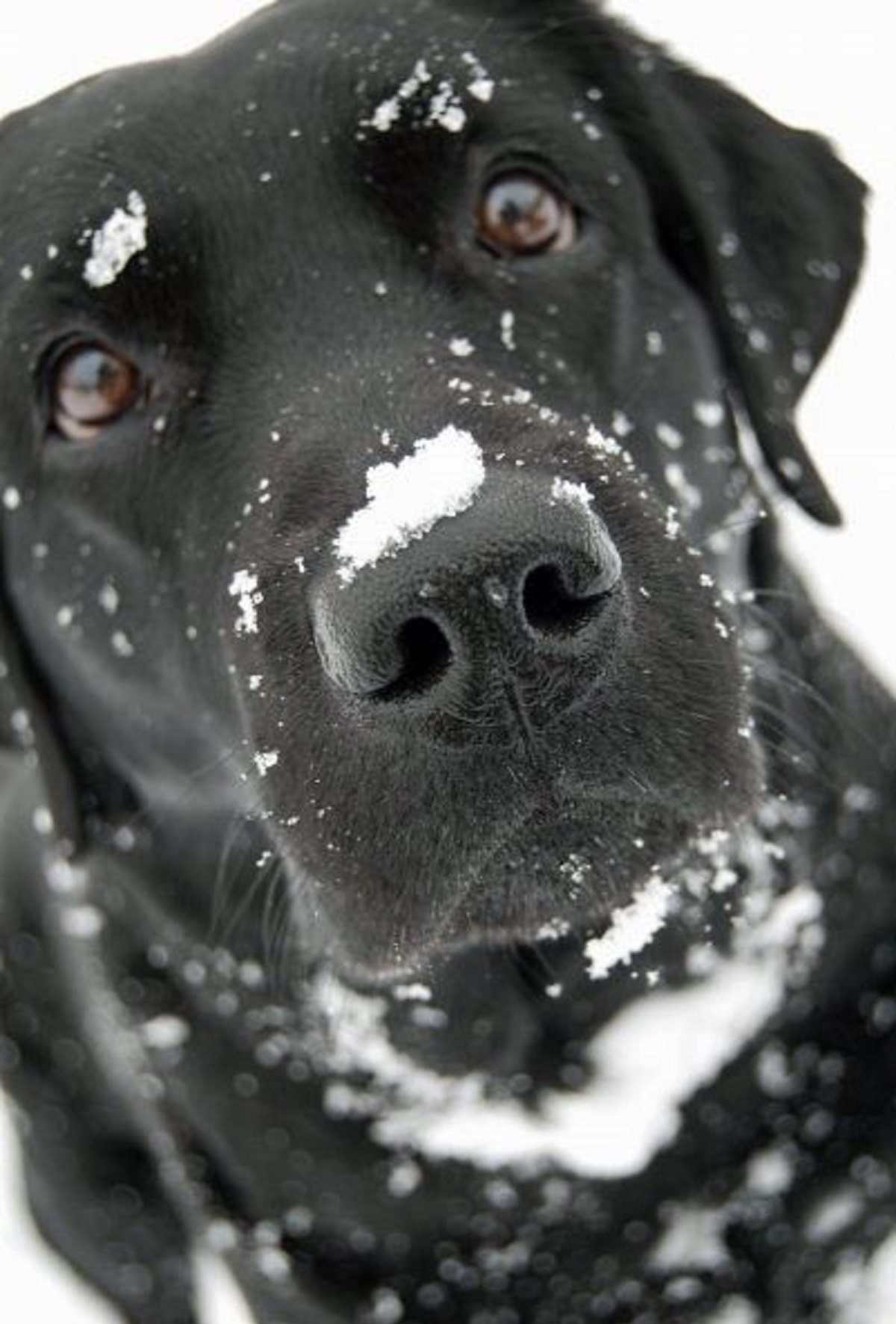 cane nella neve