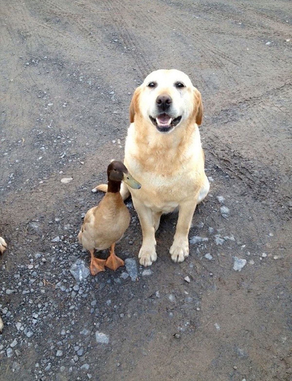 cane e amico