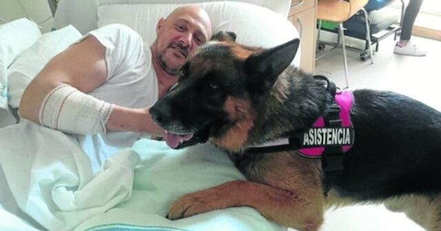 Lobo, un Pastore Tedesco, va a trovare il suo padrone tetraplegico in ospedale da due mesi