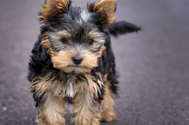 Luce, piccola Yorkshire,viene abbandonata con i suoi cuccioli appena nati e muore per lo shock (VIDEO)