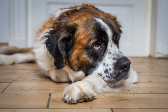 Mario, il San Bernardo diventato la mascotte di un quartiere di Genova (VIDEO)