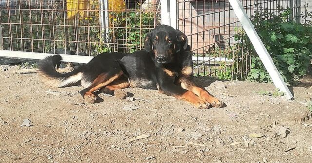 Milo, un cane mangione in cerca di casa