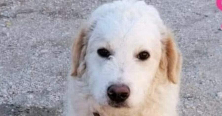 Mister White, il cucciolo di 7 mesi che vuole solo trovare una famiglia