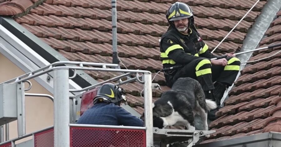 padrone riesce a prendere il suo cane con l'aiuto di un pompiere