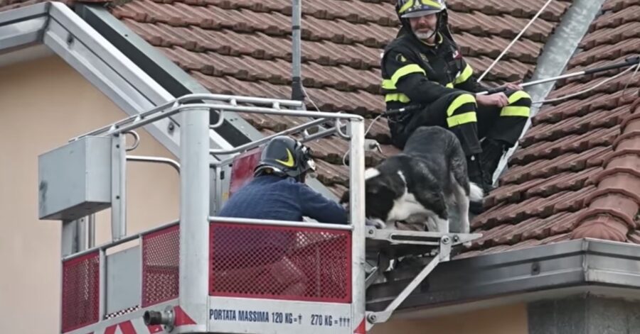 cane terrorizzato sul tetto viene salvato