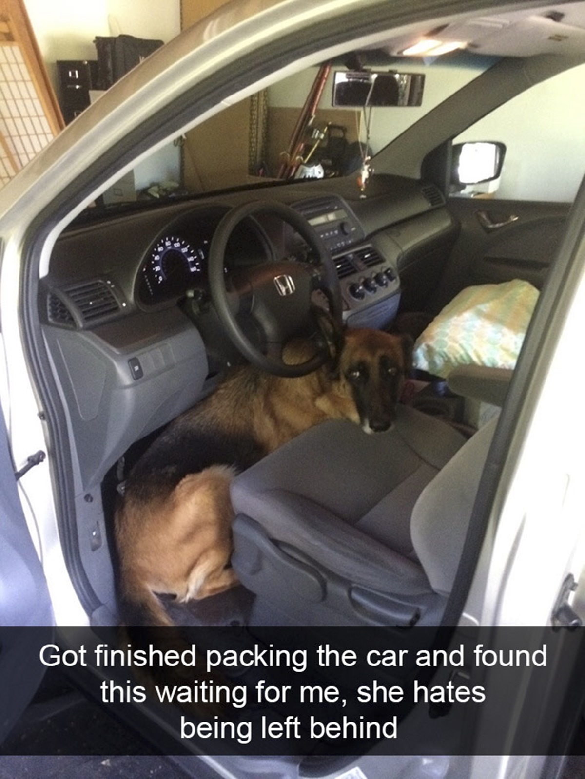 cane in macchina