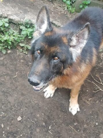 Cane trovato legato a un albero: Aron cerca una casa sicura e amorevole