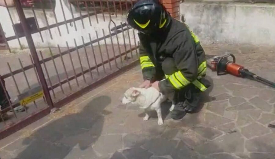 Pepe il cagnolino bianco