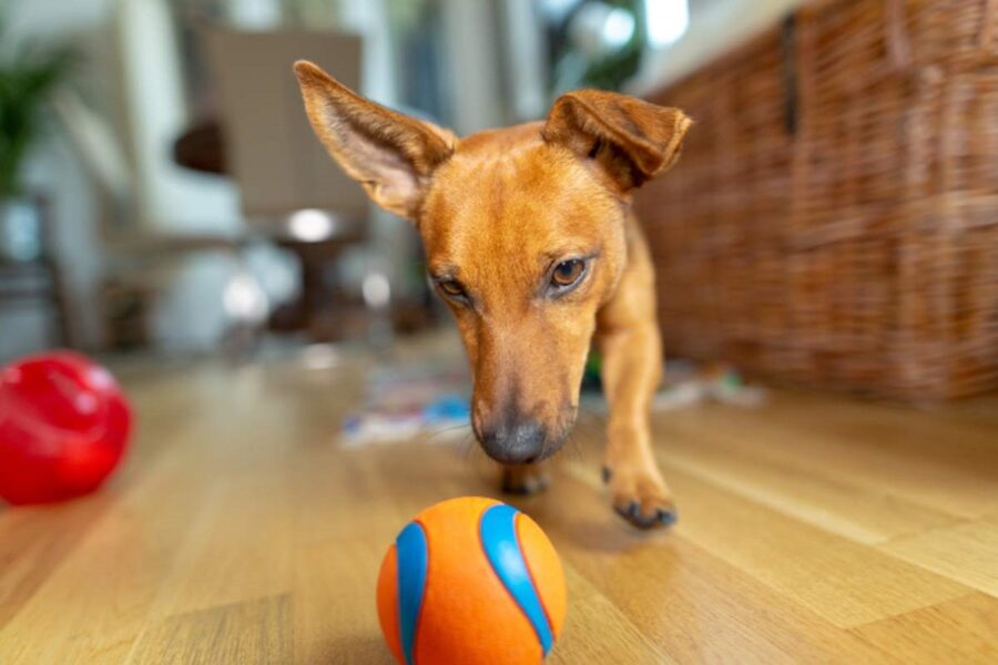 cane rincorre pallina