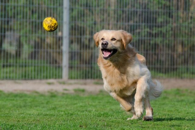 Perché il cane non la smette di tirarci la sua palla in faccia?