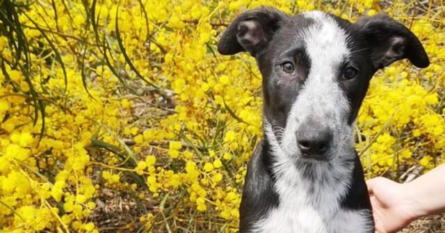 Poldo, un cucciolo maculato in cerca di amore