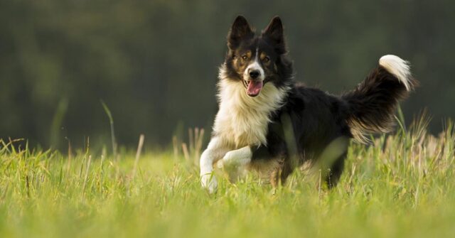 Questa Border Collie ha imparato il linguaggio dei segni dopo essere diventata sorda (video)