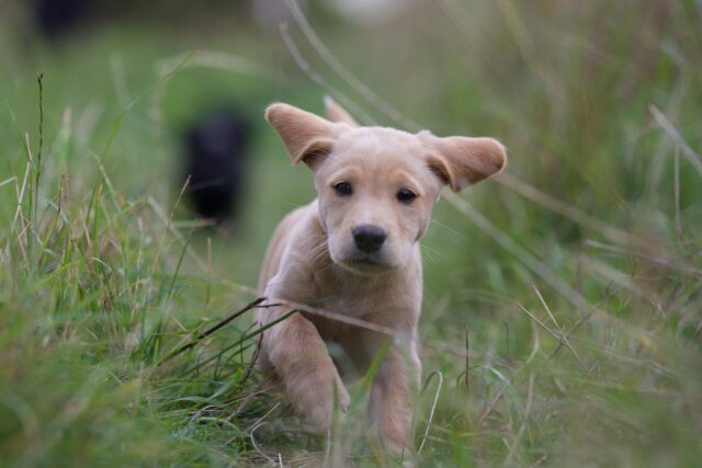 Questa “banda” di cuccioli di Labrador non riesce a trattenere l’entusiasmo dopo aver visto per la prima volta i nuovi giochi