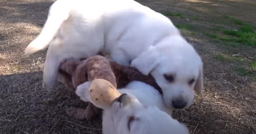 Cuccioli che giocano