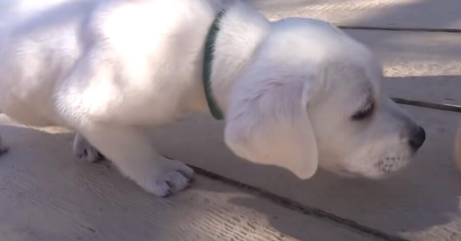 Cucciolo di Labrador che osserva