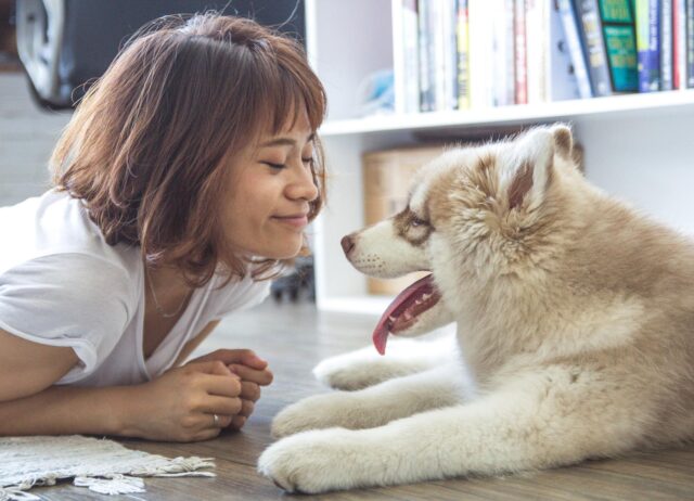 Questa ragazza scopre per la prima volta di essere incinta grazie al suo Husky (video)