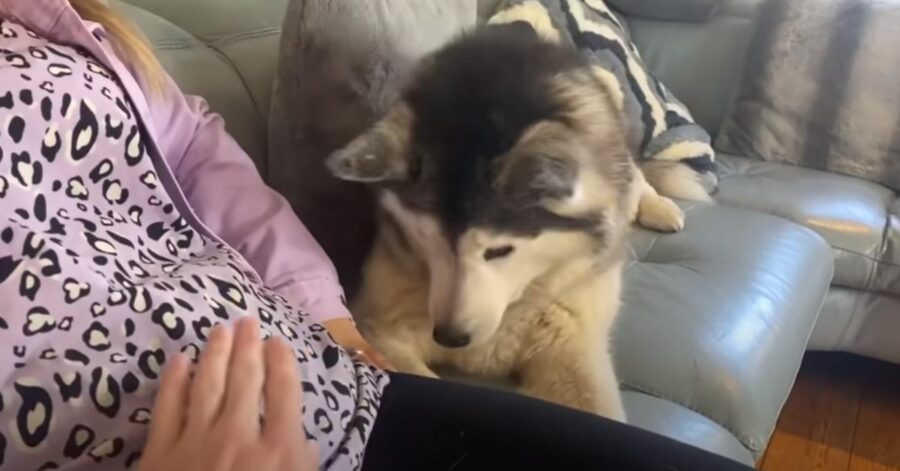 Husky con la proprietaria incinta